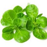 Mâche / 200 g - 14€/kg