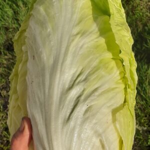 Chicorée pain de sucre / la pièce