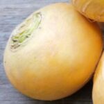 Navet jaune boule d'or / 500g (3,1 €/kg)